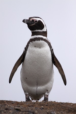 Pingüino de Magallanes. Attribution: dfaulder, CC BY 2.0 <https://creativecommons.org/licenses/by/2.0>, via Wikimedia Commons